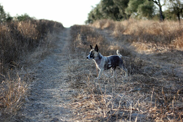 Poster - cachorro