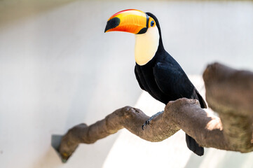 Tuco toucan sits on a tree branch on a light background. Portrait of a toucan with a large yellow beak