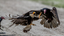 Turkey Vulture Fighting With Caracara