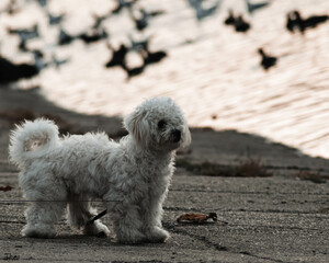 Poster - Beautiful view of a cute dog in the park