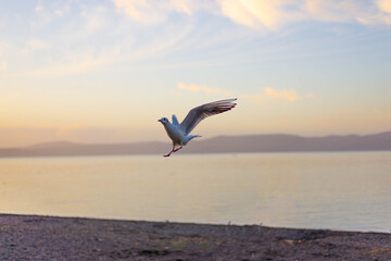 Canvas Print - Flying gull with wings up near the sea at sunset