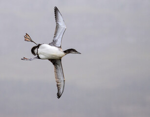 Canvas Print - Closeup of a loon flying in the gloomy sky - wildlife