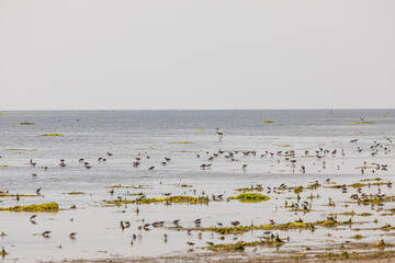 Wall Mural - Middle East, Arabian Peninsula, Al Batinah South, Mahout. Flamingo and sea birds in a coastal marsh in Oman.