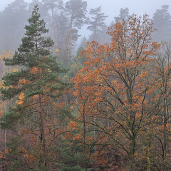 Sticker - Half-bare trees on an autumn day