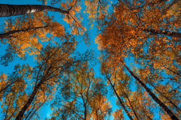 view of the autumn forest from below. Golden autumn foliage against the sky. Autumn plant background