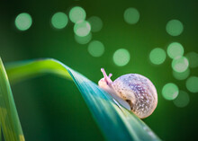 Closeup Of The Snail Crawling On The Leaf.