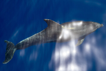 Poster - Closeup shot of beautiful dolphins