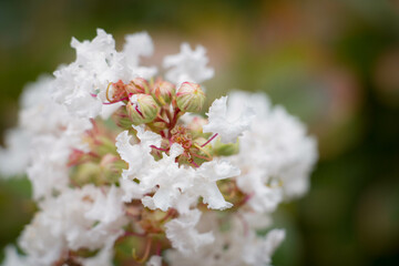 Sticker - Closeup shot of crepe-myrtle flowers against a blurred background