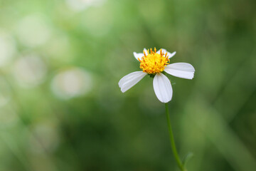 Sticker - Closeup shot of a white wildflower against a bokeh background in Chiangmai, Thailand