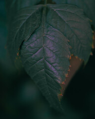 Sticker - Closeup of a dark green leaf on a branch