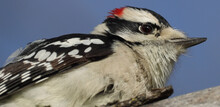 Closeup Of A Downy Woodpecker On A Blue Sky Background