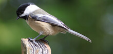 Closeup Of A Black-capped Chickadee Perched On A Branch