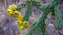 Tree Cholla, Walking Stick Cholla (Cylindropuntia Imbricata), Yellow Fruit. New Mexico, USA