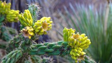 Tree Cholla, Walking Stick Cholla (Cylindropuntia Imbricata), Yellow Fruit. New Mexico, USA