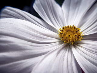 Cosmea in weiß