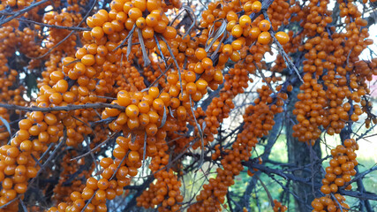 Wall Mural - Sea buckthorn branches with bright ripe orange berries