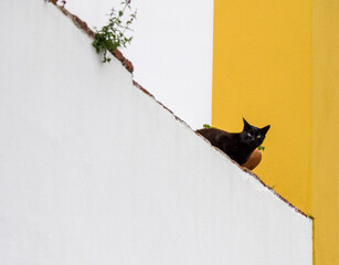 Wall Mural - Portugal, Obidos. Black cat sitting on stairs.