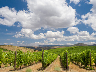 Wall Mural - Portugal, Douro Valley. Vineyards lining the hills.