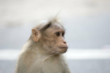 Sticker - Closeup of the macaque monkey looking at something.