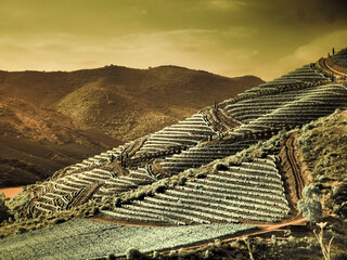 Wall Mural - Portugal, Douro Valley. Vineyards draping the hills