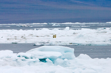 Poster - Polar bear on floating ice, Chukchi Sea, Russia Far East