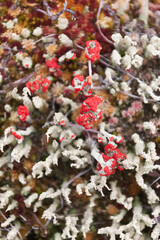 Sticker - Red flowers on the tundra, Yttygran Island, Bering Sea, Russia Far East