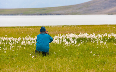 Wall Mural - Tourist on tundra with Arctic Cotton Grass (Eriophorum scheuchzeri), Yttygran Island, Bering Sea, Russia Far East