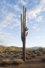 Vertical Shot Of A Giant Saguaro Cactus In A Dry Field
