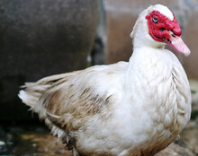 Closeup Of A White Muscovy Duck