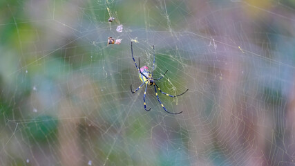 Selective focus shot of a Joro spider sewing a net