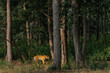 Scenic view of a tiger walking in the woods in Kanha Tiger Reserve, India