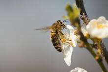 Macro Of A Bee On A Blooming Tree Branch