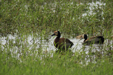 Sticker - Closeup shot of Whistling ducks in a pond