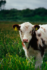 Poster - Vertical shot of a grazing cow in a field