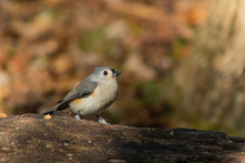 Closeup Of A Tufted Titmouse Bird Perched On A Tree Log