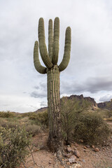 Wall Mural - Vertical shot of a tall cacti on a desert