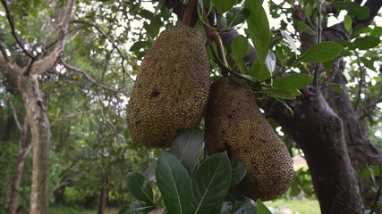 Wall Mural - Jackfruit is a tropical tree fruit grown in Asia, Africa and South America. Under its thick, bumpy rind is a stringy flesh that you can eat raw.