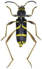 Sticker - Clytus arietis beetle specimen