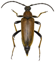 Poster - Stictoleptura rubra beetle specimen