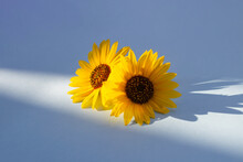 Two Sunflowers In The Sunny Ambience. Light Blue Background With Shadow.