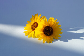 Two sunflowers in the sunny ambience. Light blue background with shadow.