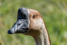 Close Up Shot Of A Chinese Swan Goose Head With Black Beak