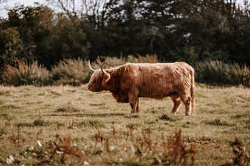 Canvas Print - Selective focus shot of a highland Scottish bull standing in the field