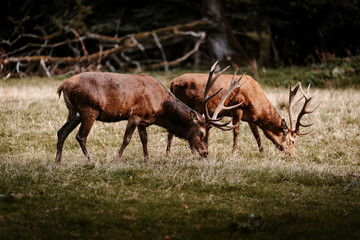 Poster - Beautiful view of deers grazing in a field