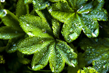 Canvas Print - Closeup shot of Ladys Mantle green plant with water droplets on a rainy day