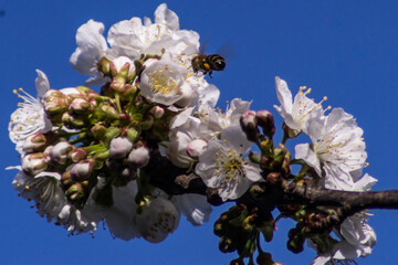 Poster - Closeup shot of a bee near a blossoming cherry tree branch with a lot of flowers and buds