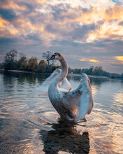 Beautiful Swan On The Clear Water Surface Flapping Its Wings At Sunset