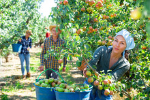 Group Of People Picking Pears From Trees On Plantation