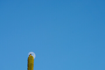 Wall Mural - Gilded Flicker, Saguaro Cactus and Moon