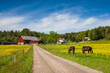 Sweden, Bohuslan, Bokenas, horse in field, springtime